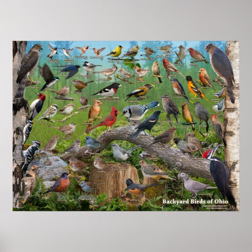 Backyard Birds of Ohio Poster