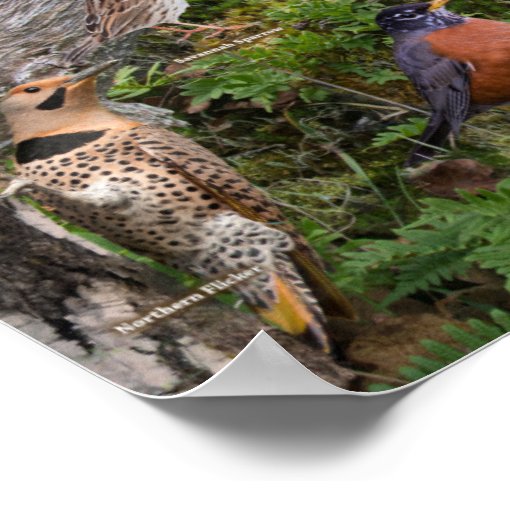 Backyard Birds of Pennsylvania Poster Zazzle