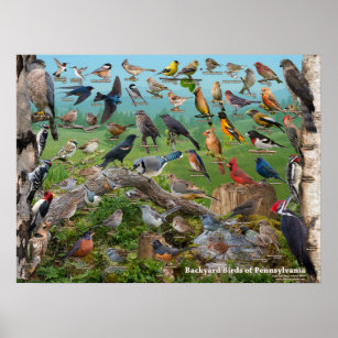 Backyard Birds of Pennsylvania Poster
