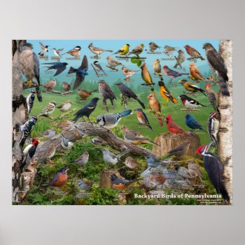 Backyard Birds Of Pennsylvania Poster by raincoastphoto at Zazzle
