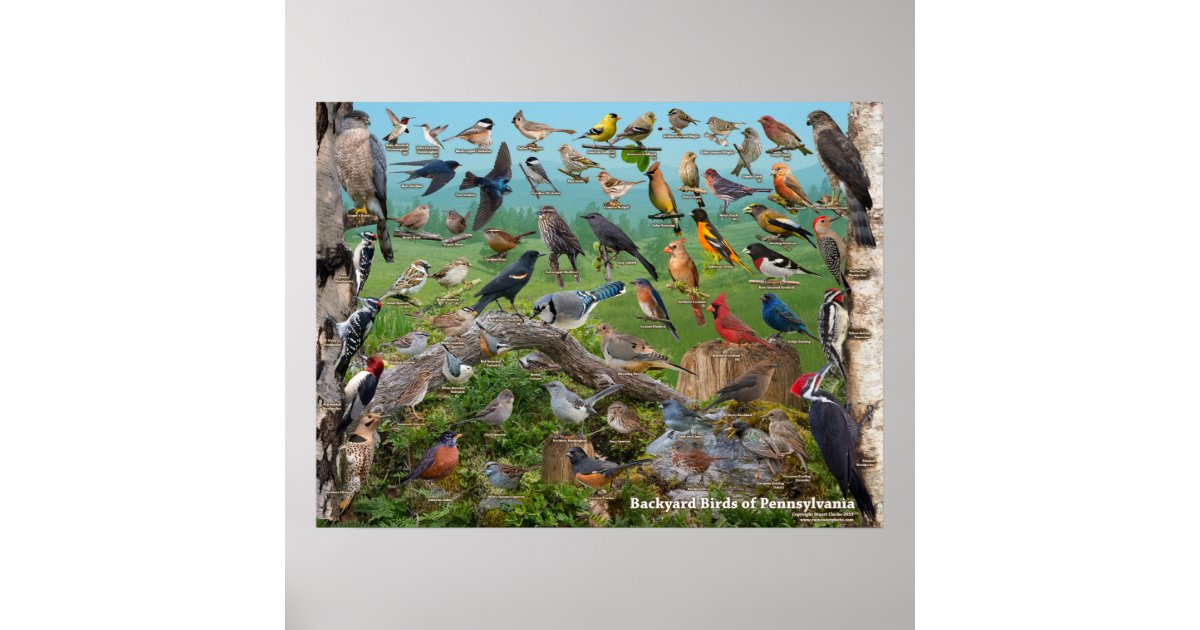 Backyard Birds of Pennsylvania Poster | Zazzle