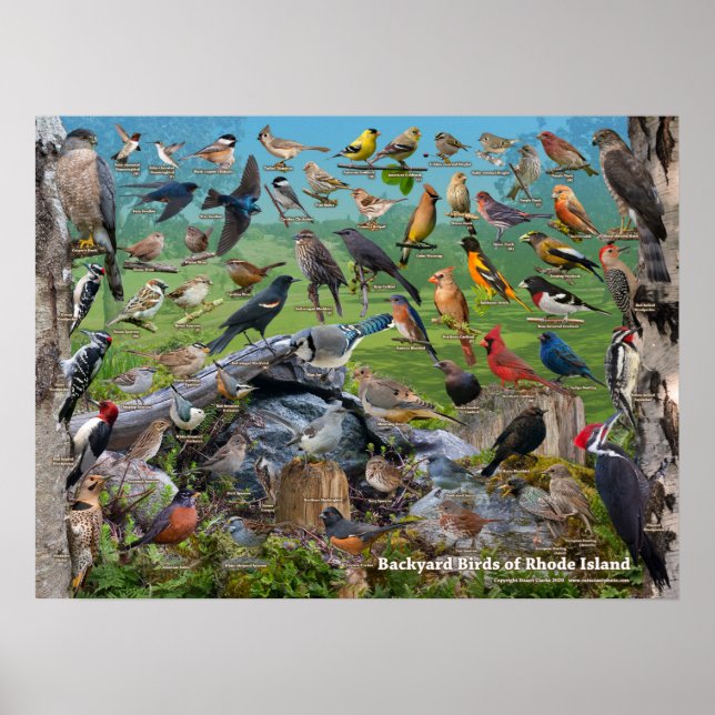 Backyard Birds of Rhode Island Poster (Front)