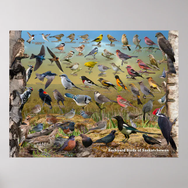 Backyard Birds of Saskatchewan Poster | Zazzle