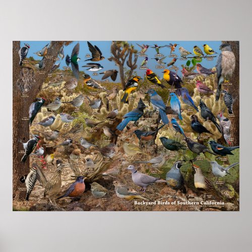 Backyard Birds of Southern California Poster