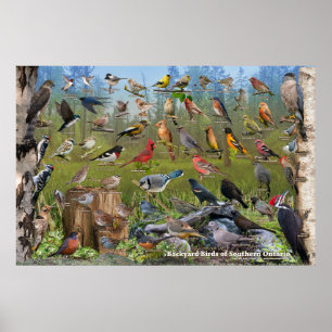 Backyard Birds of Southern Ontario Poster