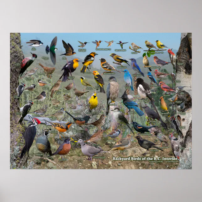 Backyard Birds of the BC Interior Poster | Zazzle