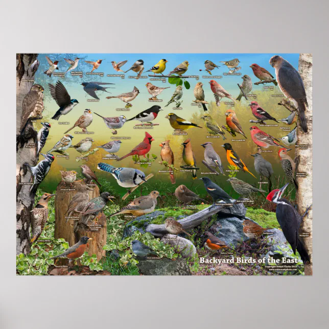 Backyard Birds of the East Poster | Zazzle