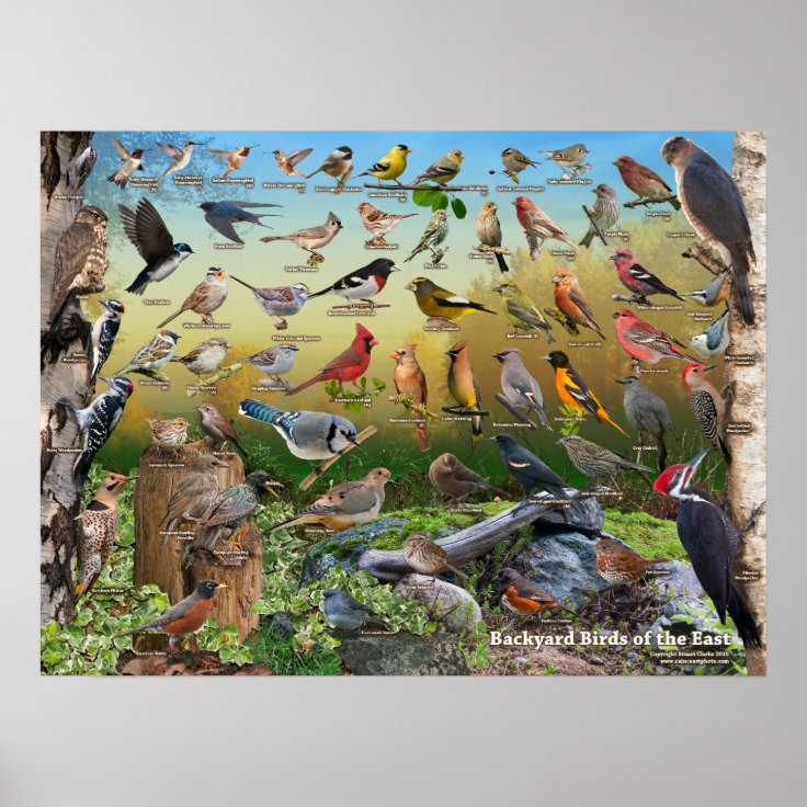 Backyard Birds of the East Poster | Zazzle