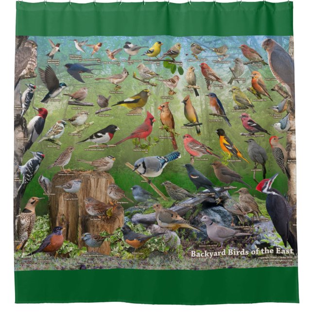 Backyard Birds of the East Shower Curtain (Front)