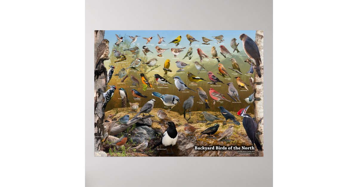 Backyard Birds of the North Poster | Zazzle