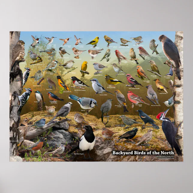 Backyard Birds of the North Poster | Zazzle