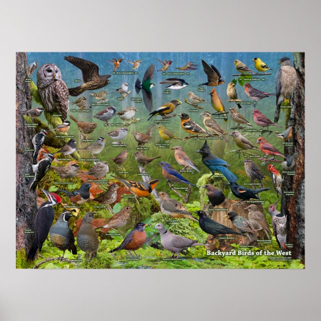 Backyard Birds of the West ID Poster (Front)