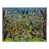 Backyard Birds of the West Jumbo card (Front Horizontal)