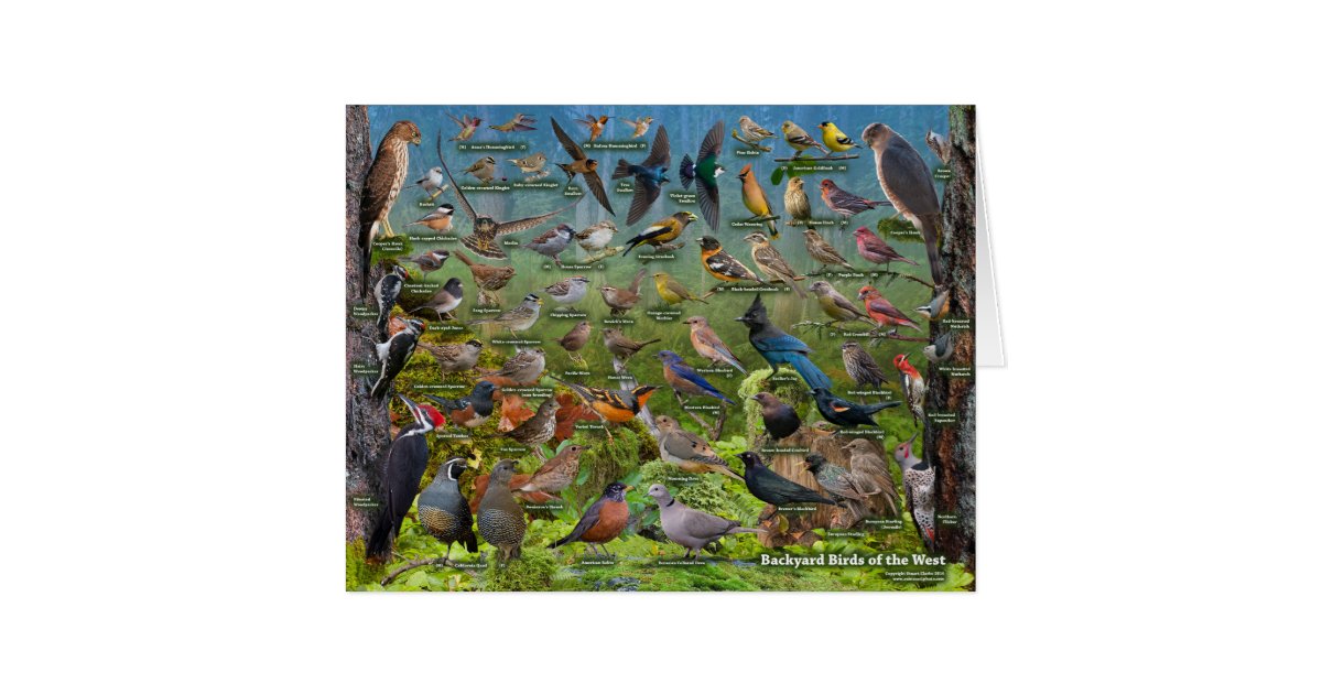 Backyard Birds of the West Jumbo card | Zazzle