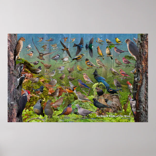 Backyard Birds of the West Large Poster | Zazzle