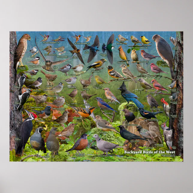 Backyard Birds of the West Poster | Zazzle