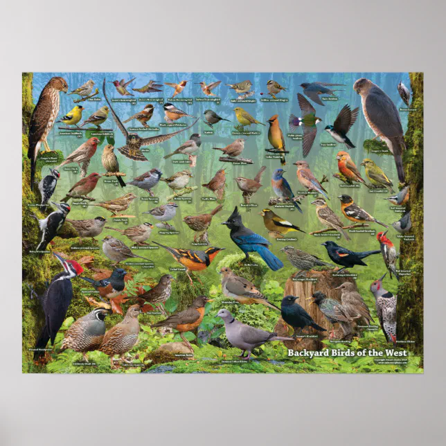Backyard Birds of the West Poster | Zazzle