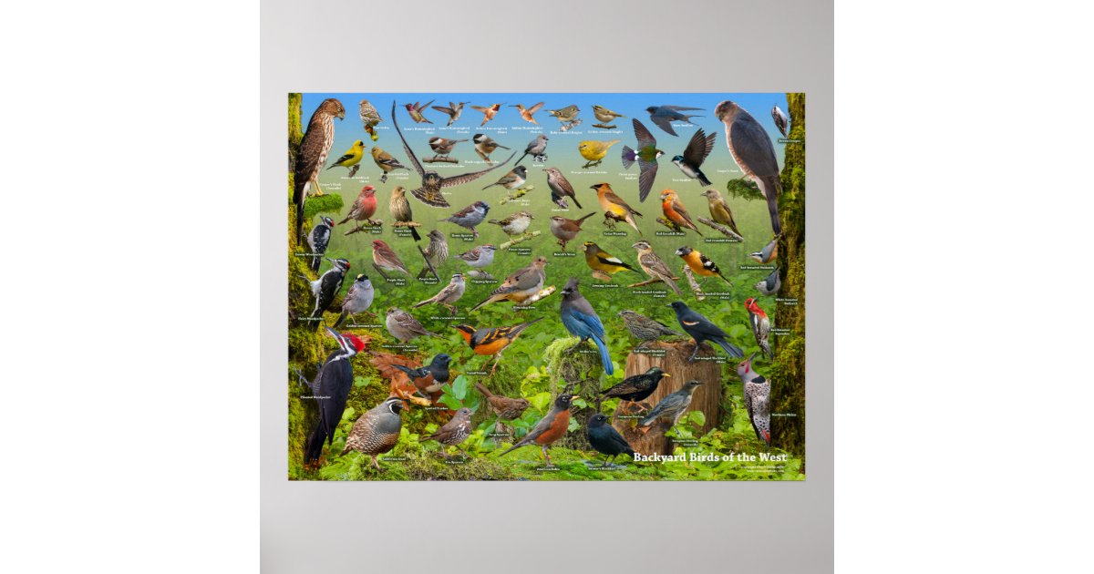 Backyard Birds of the West Poster | Zazzle