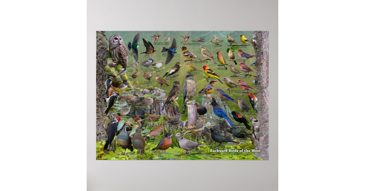 Backyard Birds of the West Poster 2021 Edition | Zazzle