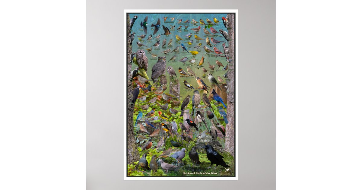 Backyard Birds of the West Special Edition Poster | Zazzle