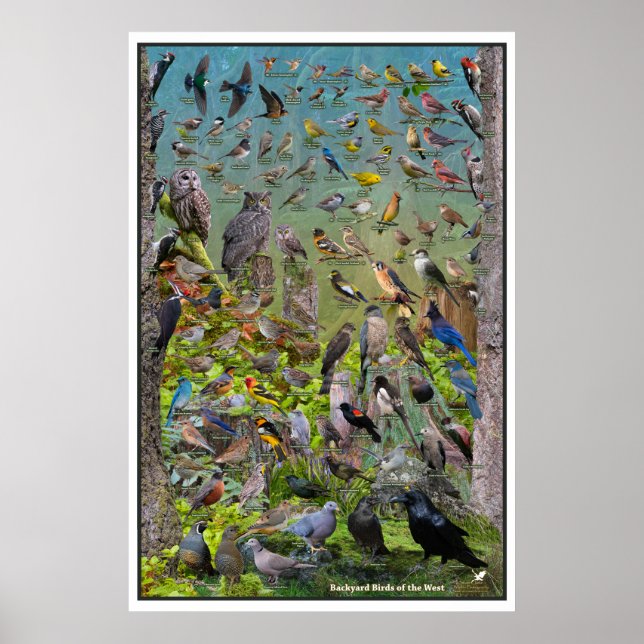 Backyard Birds of the West Special Edition Poster (Front)