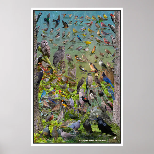 Backyard Birds of the West Special Edition Poster | Zazzle