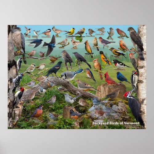 Backyard birds of Vermont Poster