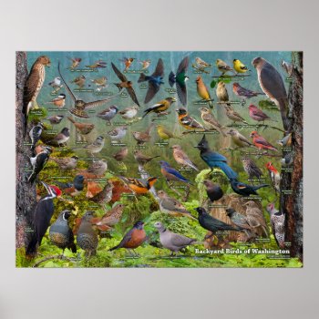 Backyard Birds Of Washington State Poster by raincoastphoto at Zazzle