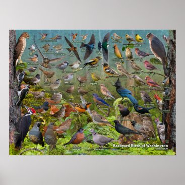 Backyard Birds of Washington State Poster