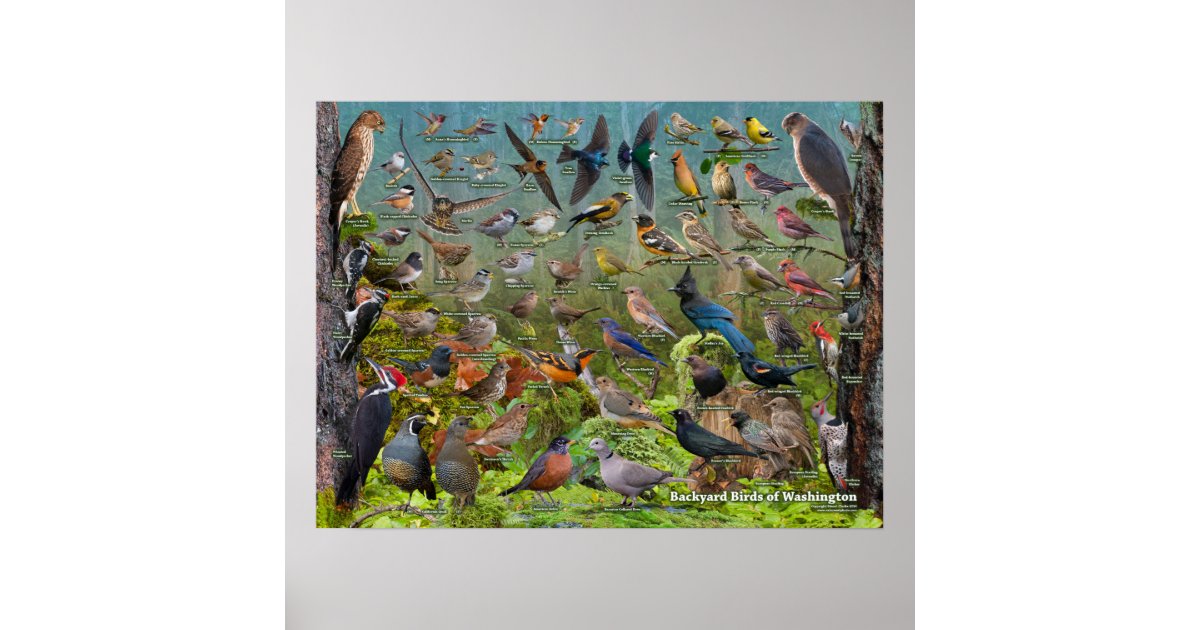 Backyard Birds of Washington State Poster | Zazzle