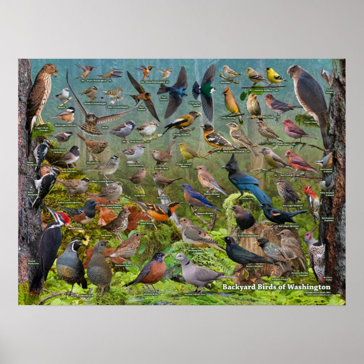 Backyard Birds of Washington State Poster | Zazzle