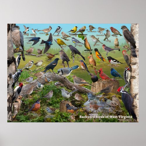 Backyard Birds of West Virginia Poster