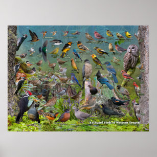 Backyard Birds of Western Oregon Poster