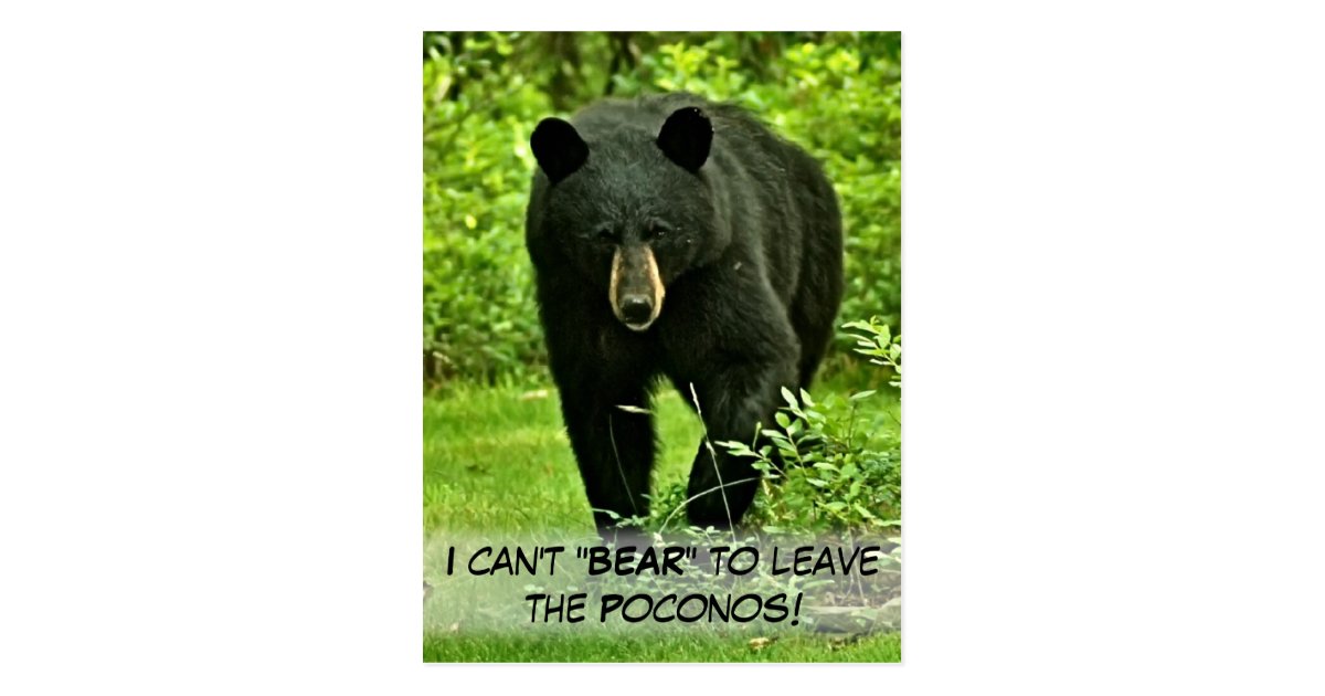 Backyard Black Bear "Can't Bear to Leave!" Postcard