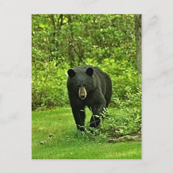 Backyard Black Bear Postcard by Meg_Stewart at Zazzle