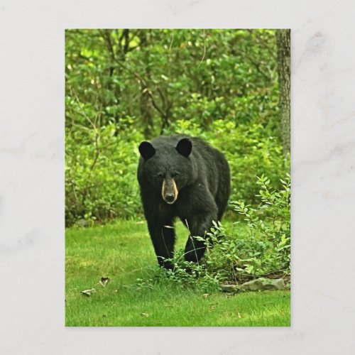 Backyard Black Bear Postcard