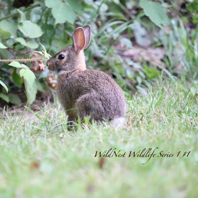 Backyard Bunny Acrylic Jigsaw Puzzle 8 x 10 (This is the Original Photo that inspired the Backyard Bunny Series of Products.)