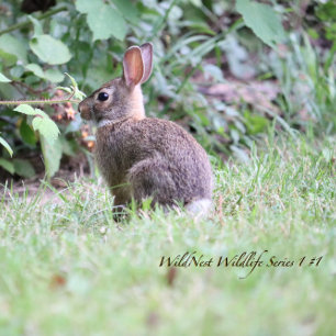 Backyard Bunny Acrylic Jigsaw Puzzle 8 x 10