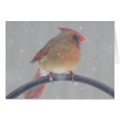 Backyard Cardinal Cards (Front Horizontal)
