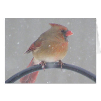 Backyard Cardinal Cards
