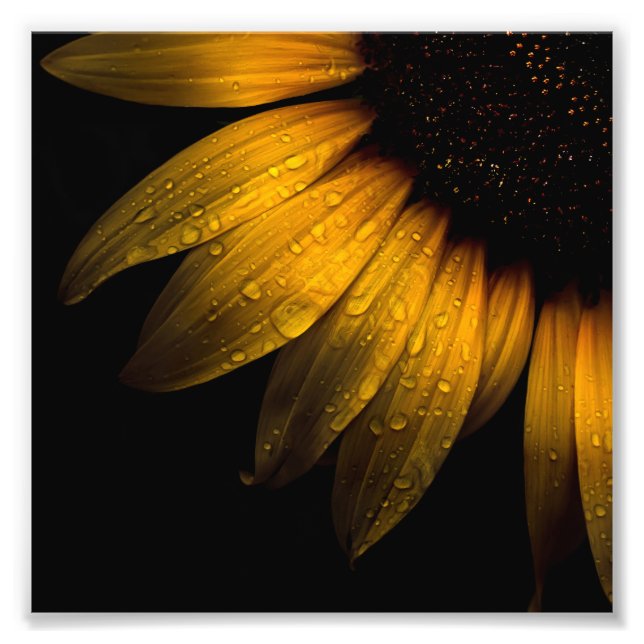 Backyard Flowers 28 Sunflower Photo Print (Front)