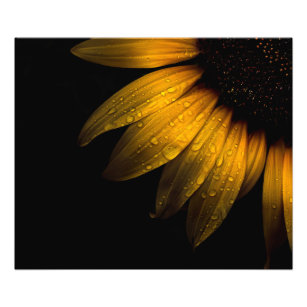 Backyard Flowers 28 Sunflower Photo Print