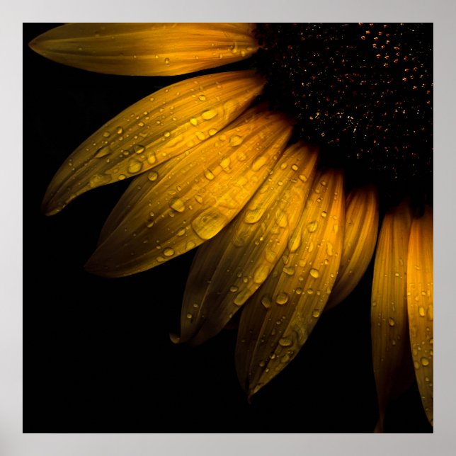 Backyard Flowers 28 Sunflower Poster (Front)