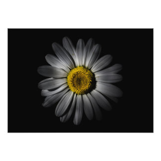 Backyard Flowers 52 Color Version Photo Print