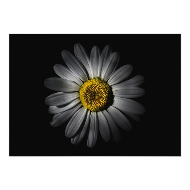 Backyard Flowers 52 Color Version Photo Print (Front)