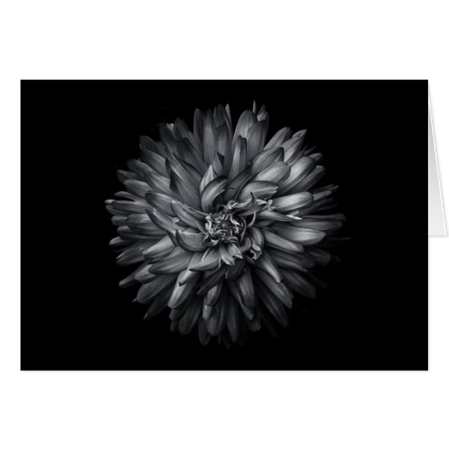 Backyard Flowers In Black And White 20 (Front Horizontal)