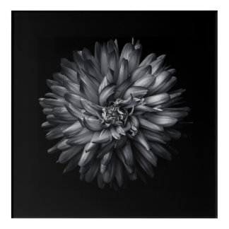 Backyard Flowers In Black And White 20 Acrylic Print