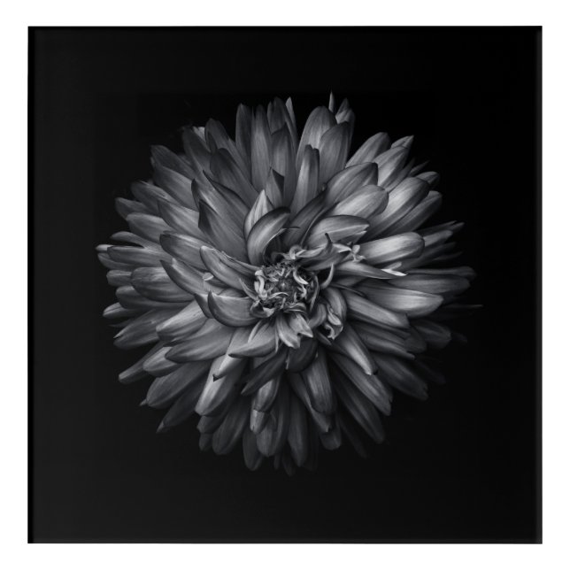 Backyard Flowers In Black And White 20 Acrylic Print (Front)