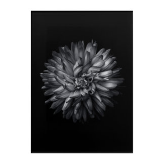 Backyard Flowers In Black And White 20 Acrylic Print