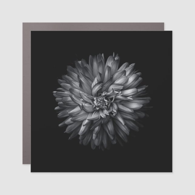 Backyard Flowers In Black And White 20 Car Magnet (Front)